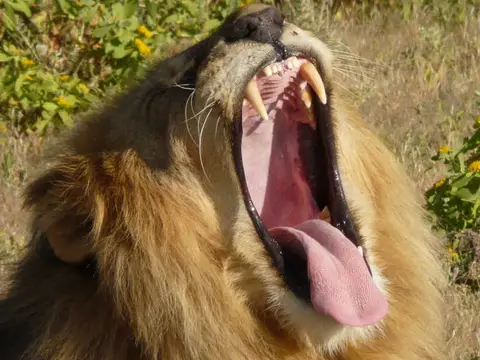 Lion_1.jpg