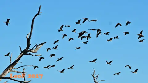 _SA1704_15350_fo.JPG