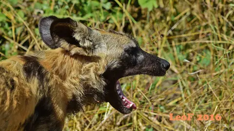 _SA1704_15700_fo.JPG