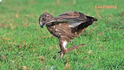 h5d80bf7.jpg