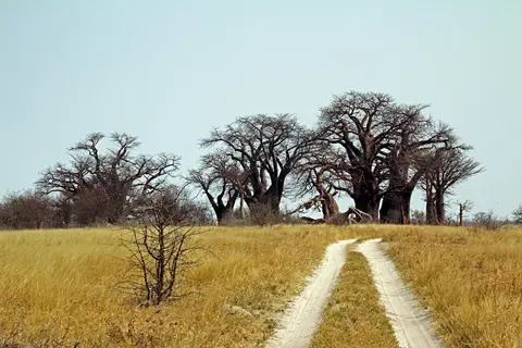 BainesBaobabs2.JPG