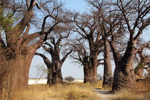 BainesBaobabs4.JPG