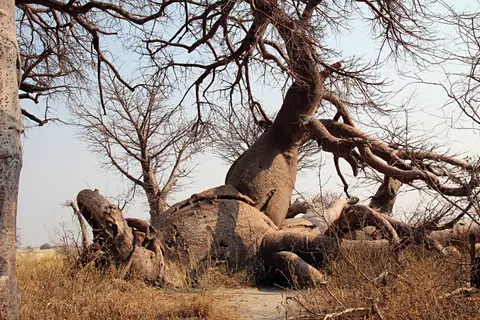 BainesBaobabs6.JPG