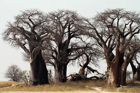 BainesBaobabs9.JPG