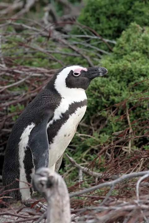 DPP_0036_PinguinHoch.JPG