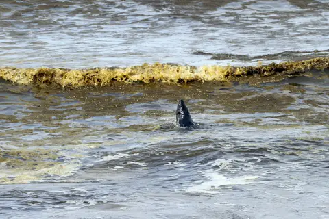 DPP_0047_Seelöwe.JPG
