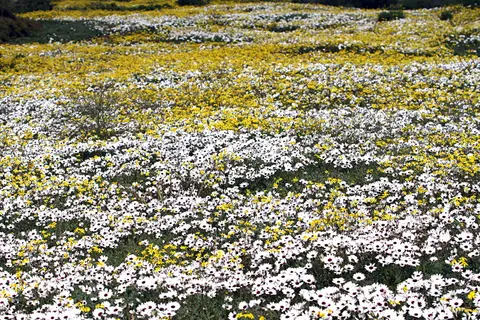 DPP_0097_FeldDaisies2-2.JPG