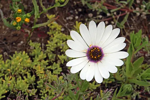 DPP_0098_Regenmargerite-2.JPG