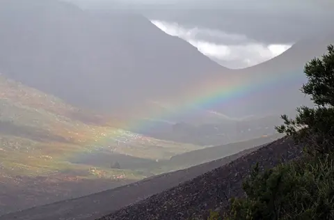DPP_0100_RegenbogenCederb.JPG