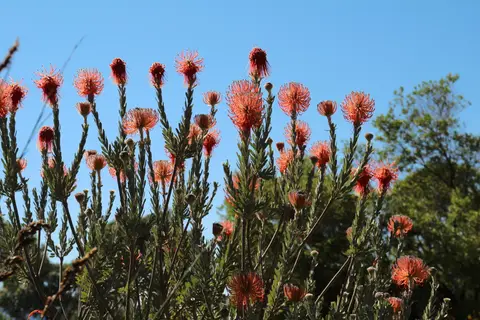 DPP_0117_RaketenProtea.JPG
