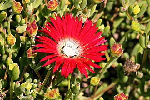 DPP_0125_DrosanthenumspeciosumTaublume.JPG