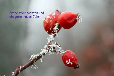 FroheWeihnachten.jpg