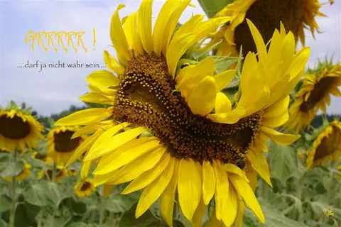Sonnenblume.jpg