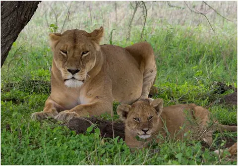 LweSerengeti-2.jpg