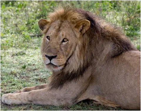 LweSerengeti.jpg