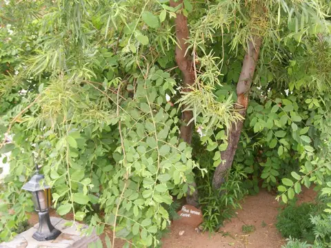 100_0869.JPG
