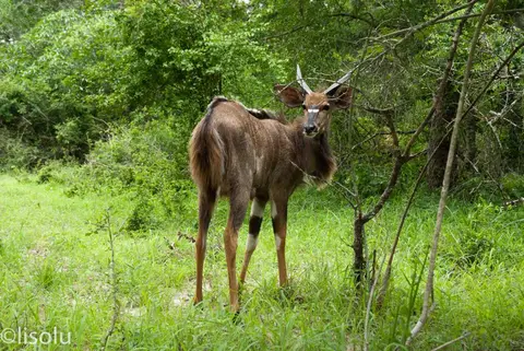 Tembe2012_105.jpg