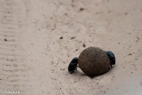 Tembe2012_110.jpg