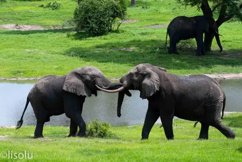 Tembe2012_111.jpg