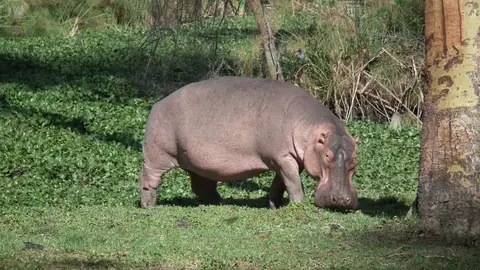 Hippo_Kenya_LakeNaivasha.jpg