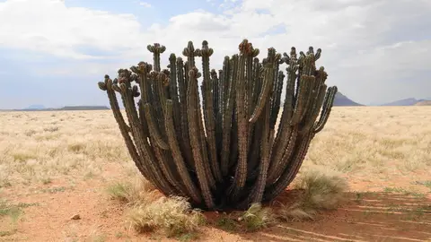 1Euphorbiavirosa.jpg