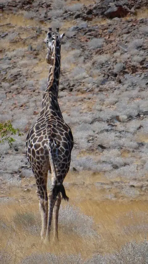 Giraffe2.JPG
