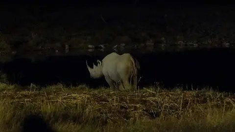 Nashorn.JPG