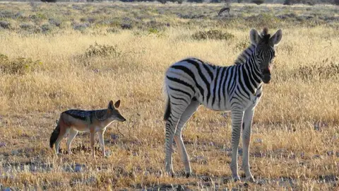 ZebraundSchakal.JPG