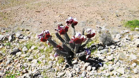 bhoodia.jpg