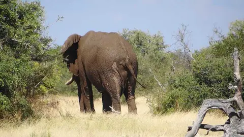 elefant2.JPG