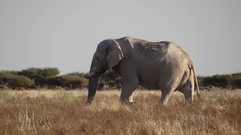 eli.JPG