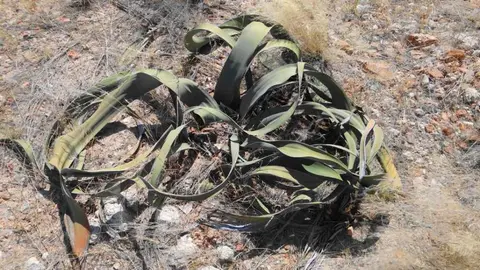 welwitschia.JPG