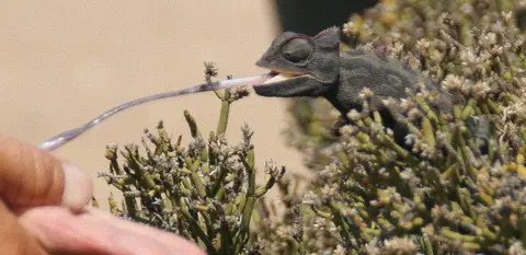 chameleon.jpg