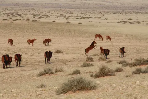 20120601Namibia7.Tag401.JPG