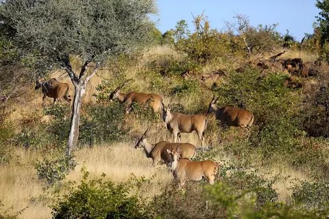 elands-7Y7B6351.JPG