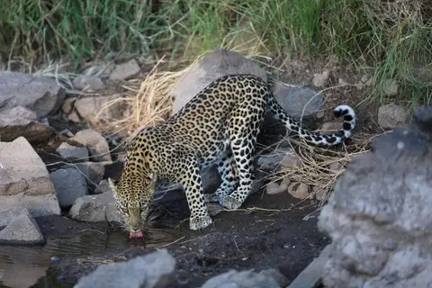 leo5-7Y7B6418.JPG