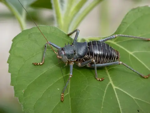 HeuschreckeAcanthopluslongipesNamibia-2011029.jpg