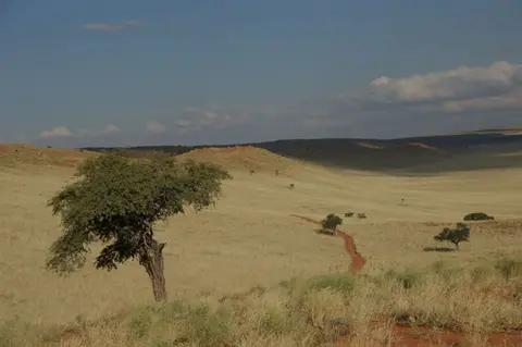 WolwedansEbeneFahrspurNamibia2012578.jpg