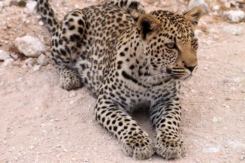 hf452d01.JPG