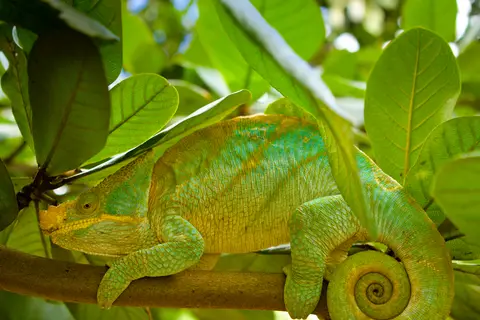 klara_harden_chameleon_4.jpg