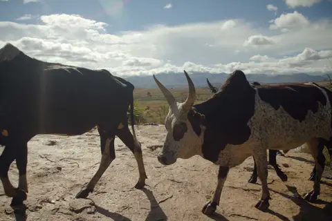 south_zebu.jpg