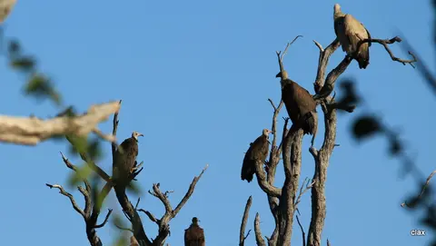 NAMBOT2011_0479.JPG