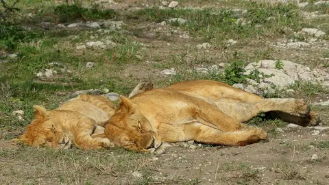 hf11702e.jpg