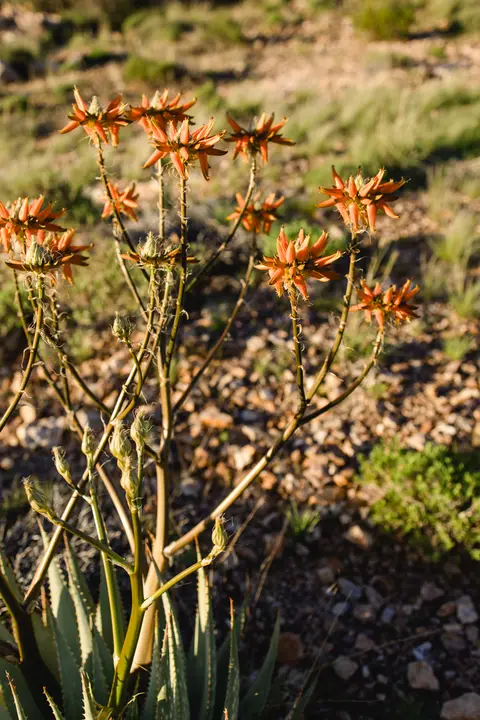 065-Namibia_2026.jpg