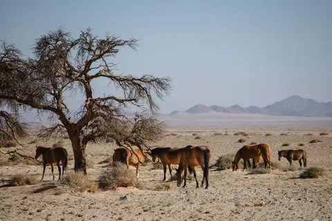 187-Namibia2026.jpg