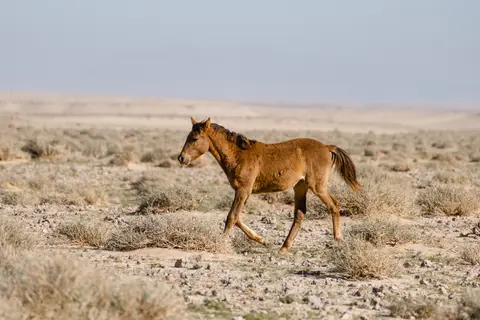 189-Namibia2026.jpg