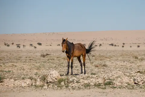 191-Namibia2026.jpg