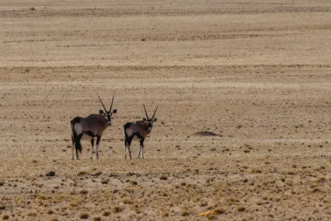 233-Namibia2026.jpg