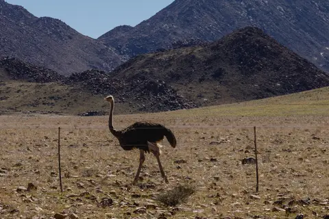 246-Namibia2026.jpg