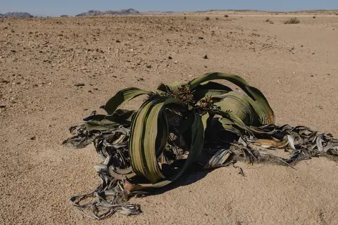 416-Namibia2026.jpg